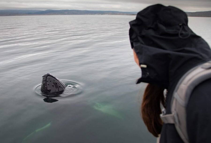 Hólmavík: Whale Watching Tour - Warm Overalls and What You Still Need to Bring
