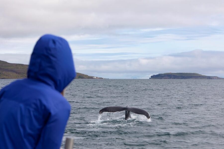 Hólmavík: Whale Watching Tour - Price and Value: Is $101 Worth It?