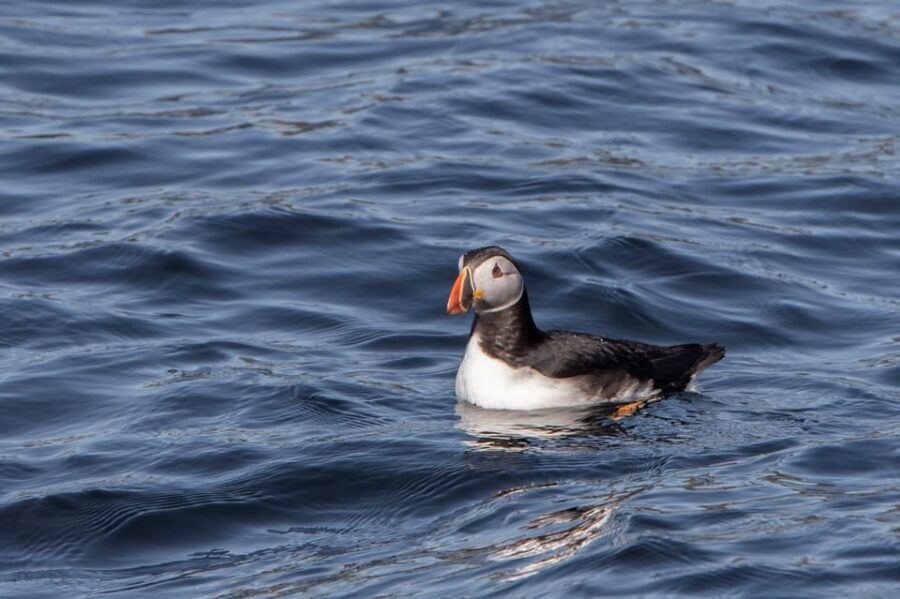Hólmavík: Whale Watching Tour - The Sheltered Fjord That Keeps Cancellations Rare