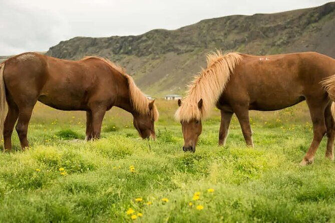 Horse Riding Tour in Reykjadalur (Smoky Valley)-All Riding Levels - Meeting at Sólhestar Horse Rental (Reykjadalur, Hveragerði)