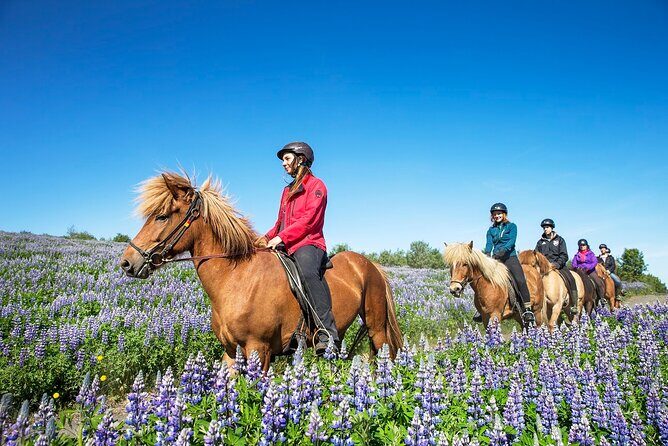 Horseback Riding Tour in Iceland - Learning the Icelandic Horse: Tölt Tips and Animal Knowledge