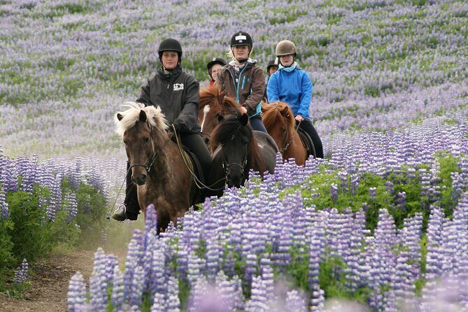 Horseback Riding Tour in Iceland - Who This Tour Fits Best (and When to Skip It)