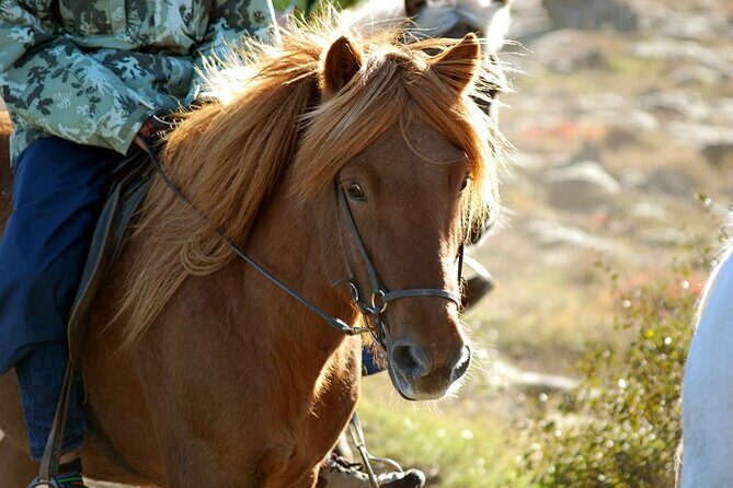 Horseback Riding Tour in Iceland - What’s Included (and Why It Makes or Breaks the Ride)