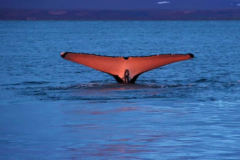 Húsavík: Traditional Whale Watching by Local Family Company - Where Húsavík starts your whale hunt
