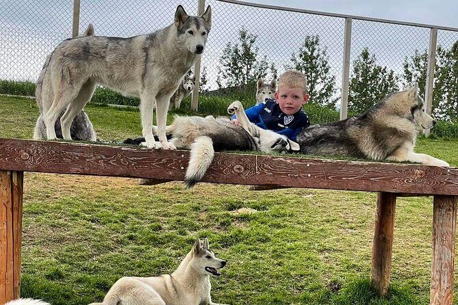 Husky Petting in Akureyri (private) - The husky time: petting, cuddling, and plenty of personality