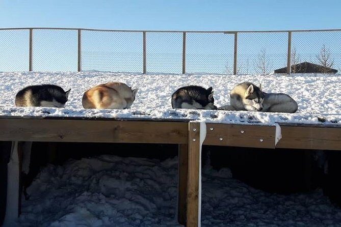 Husky Petting in Akureyri (private) - Coffee, tea, and photo/video keepsakes