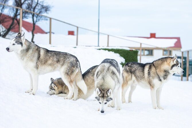 Husky Petting in Akureyri (private) - Price and value: when $666.78 per group makes sense