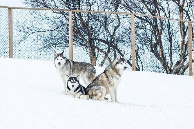 Husky Petting in Akureyri (private) - Who this husky tour is best for (and who might want to pass)