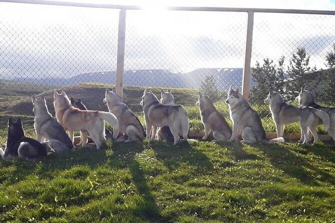 Husky Petting in Akureyri (private) - Small planning tips that make a big difference