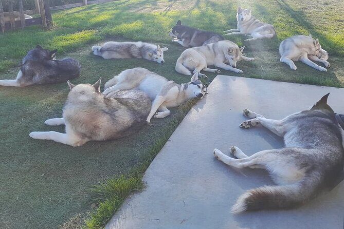 Husky Petting in Akureyri (private) - Pickup in Akureyri: airport, harbor cruise, or your hotel