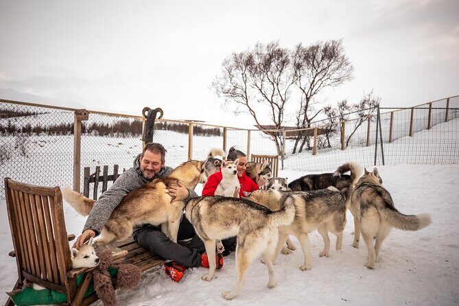 Husky Petting, in Akureyri - Meet Gunni and Maria, Then Let the Pack Set the Mood