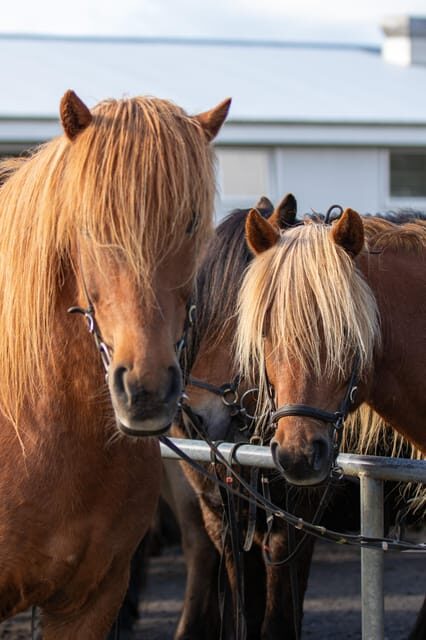 Hveragerdi: Countryside Charm Horse Riding Tour - The first minutes on horseback: your beginner-friendly intro