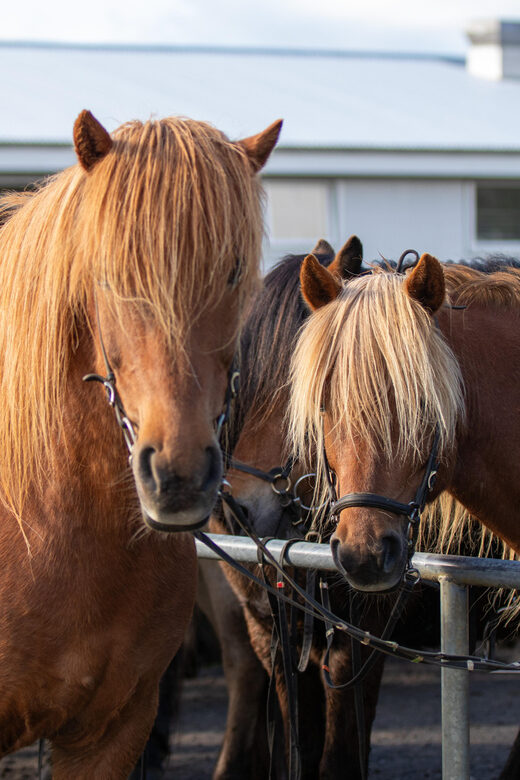 Hveragerdi: Countryside Charm Horse Riding Tour - Price and value: is $96 per person worth it?