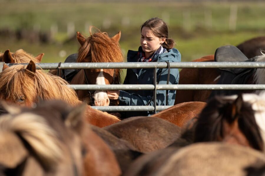 Hveragerdi: Countryside Charm Horse Riding Tour - Where you start: meeting at Vellir and getting geared up