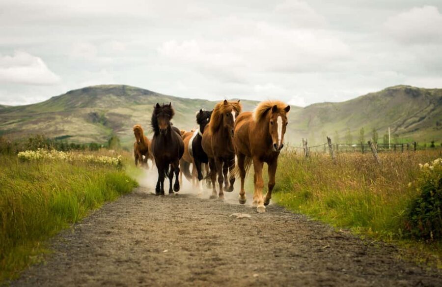 Hveragerði: Horseback Riding Tour for Beginners and … - Key Highlights You’ll Notice Right Away