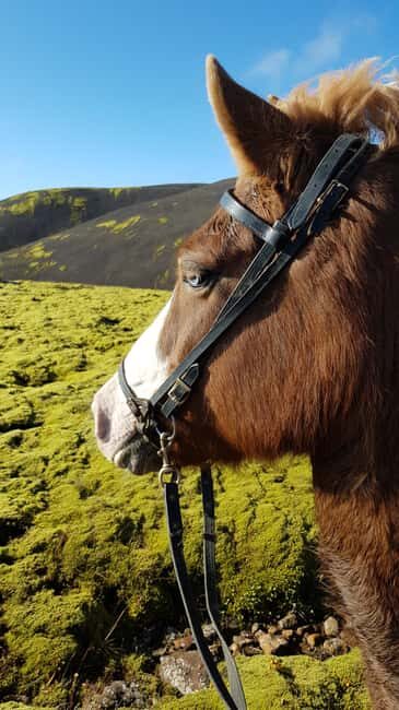 Hveragerði: Horseback Riding Tour for Beginners and … - Reykjadalur on Horseback: What You’re Really Signing Up For