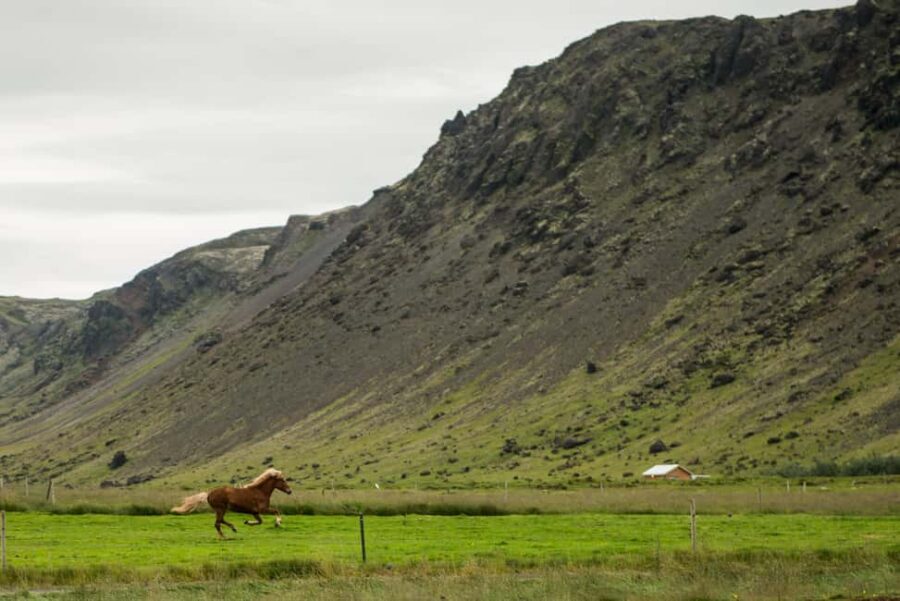 Hveragerði: Horseback Riding Tour for Beginners and … - What’s Included (and Why It Matters in Iceland Weather)