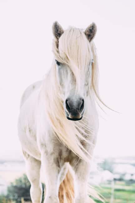 Hveragerði: Horseback Riding Tour for Beginners and … - Morning or Afternoon: Picking the Right Slot for Your Day