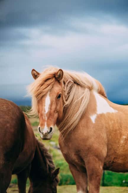 Hveragerði: Horseback Riding Tour for Beginners and … - Value and Price: Is $101 Worth It?