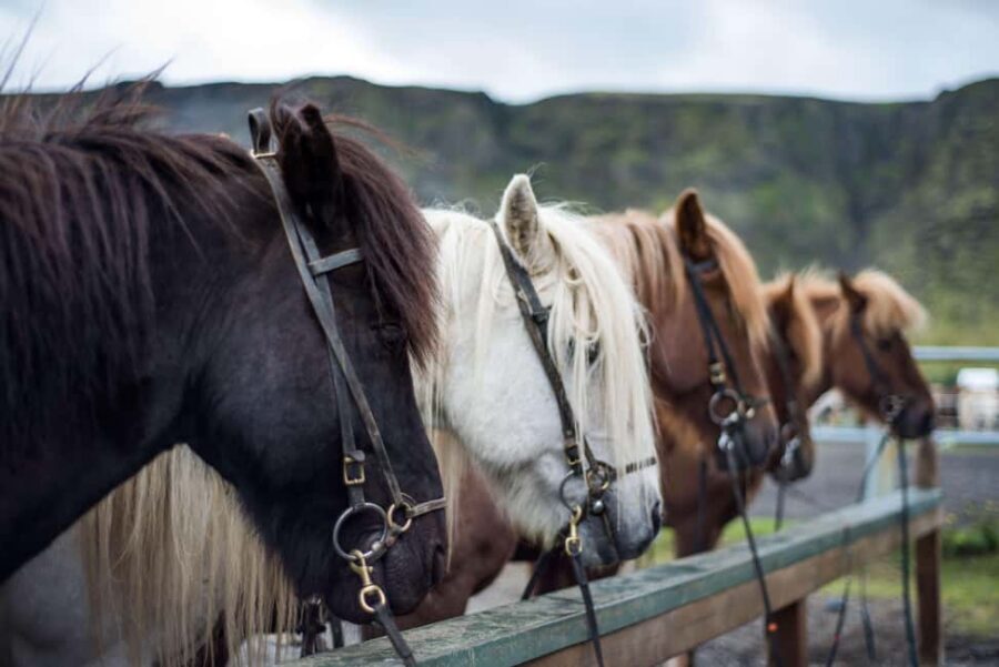 Hveragerði: Horseback Riding Tour for Beginners and … - Who This Tour Fits Best (and Who Should Skip It)