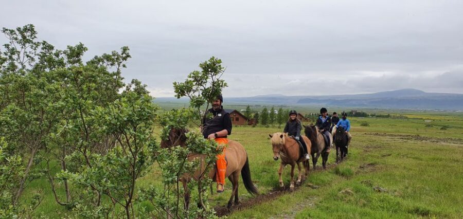 Hveragerdi: Reykjadalur (Hotspring Valley) Horse Riding Tour - The Icelandic horse breed and the tölt you’ll notice right away