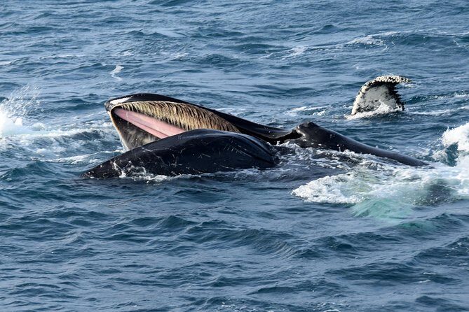 Iceland Super Saver: Northern Lights Cruise plus Whale-Watching Tour from Reykjavik - Reykjavik Super Saver: Two Boat Nights, One Discounted Deal