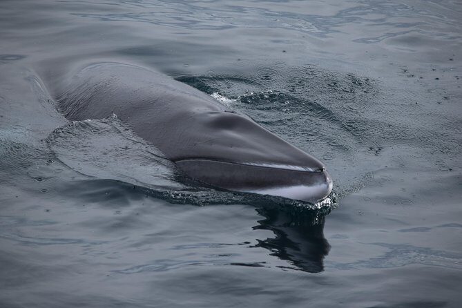 Iceland Super Saver: Northern Lights Cruise plus Whale-Watching Tour from Reykjavik - Northern Lights Cruise Basics: Old Harbour Departures at 9 or 10