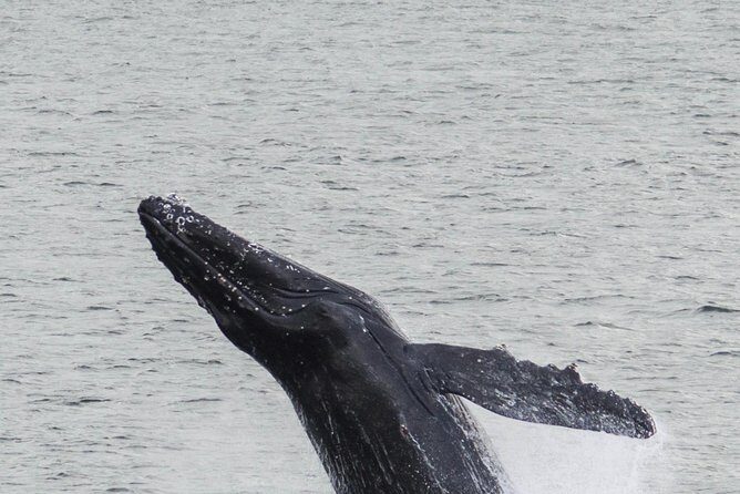 Iceland Super Saver: Northern Lights Cruise plus Whale-Watching Tour from Reykjavik - Guides, Sound, and the Human Side of the Experience