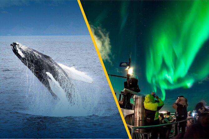 Iceland Super Saver: Northern Lights Cruise plus Whale-Watching Tour from Reykjavik - Timing Options: Same-Day or Split Days in Reykjavik