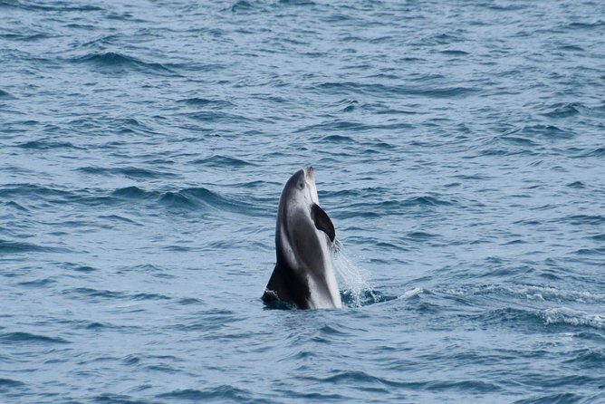 Iceland Super Saver: Northern Lights Cruise plus Whale-Watching Tour from Reykjavik - Price and Value: Why This Bundle Can Beat Booking Separately