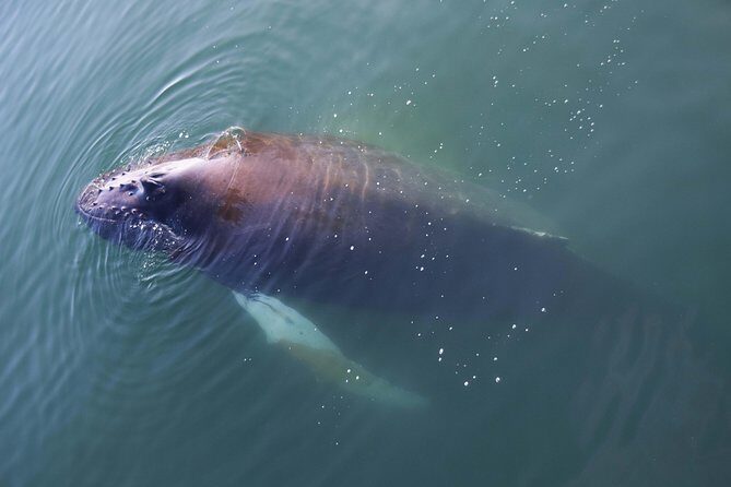 Iceland Super Saver: Northern Lights Cruise plus Whale-Watching Tour from Reykjavik - Faxaflói Bay Whale Watching: 3.5 Hours and Real Marine Variety