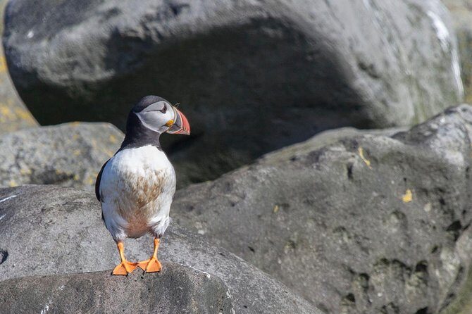 Iceland Super Saver: Puffin Cruise plus Whale-Watching Tour from Reykjavik - Two tours, one day: how this Reykjavik bundle actually plays