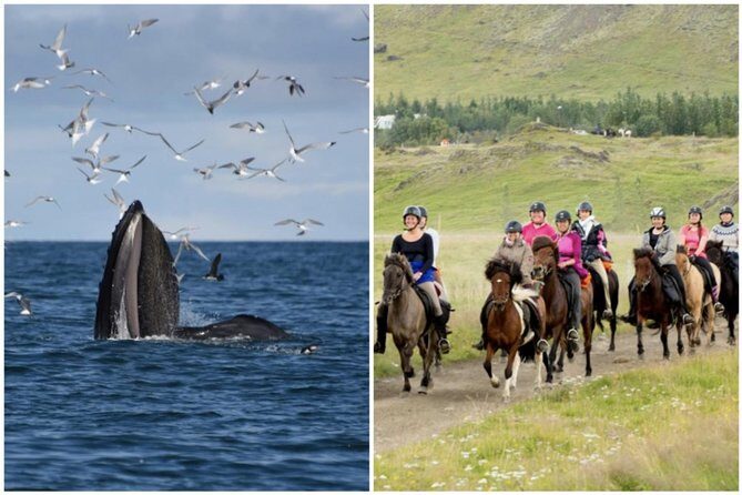 Icelandic Horse Riding and Whale Watching Cruise from Reykjavík - Key moments to look forward to