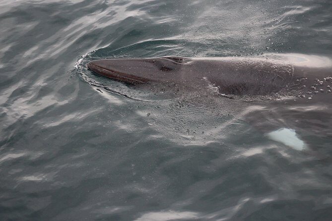 Icelandic Horse Riding and Whale Watching Cruise from Reykjavík - Price and what you get for $280