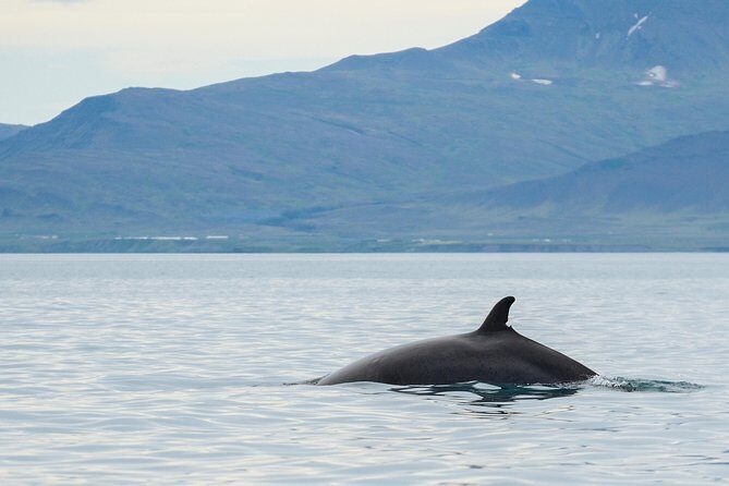 Icelandic Horse Riding and Whale Watching Cruise from Reykjavík - Riding through Hveragerði’s lava fields and hot-springs countryside