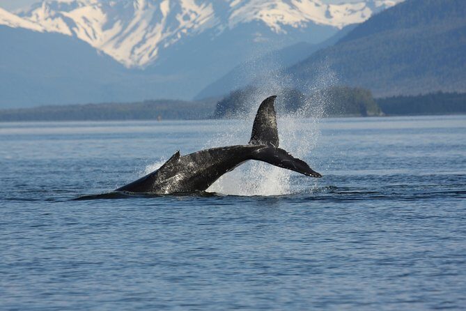 Icelandic Horse Riding and Whale Watching Cruise from Reykjavík - Whale watching with Elding: 3 hours in Faxaflói Bay