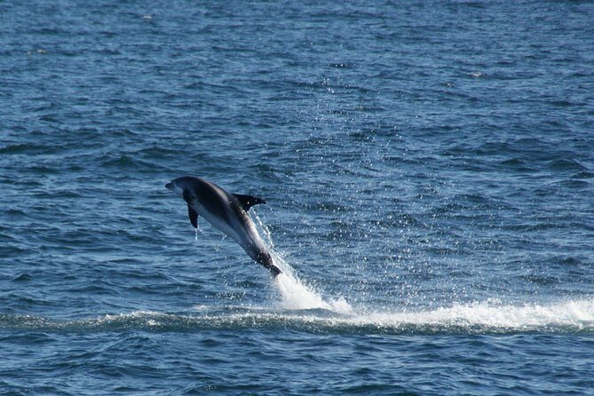 Icelandic Horse Riding and Whale Watching Cruise from Reykjavík - How the spotting game actually works (and how to stay sane)
