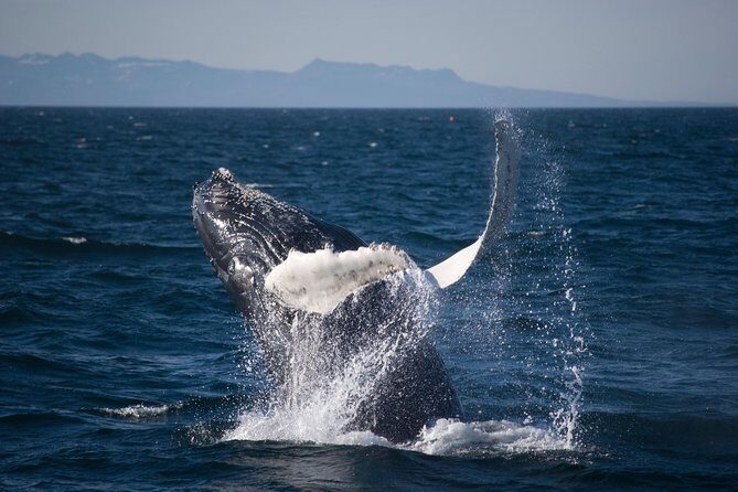 Icelandic Horse Riding and Whale Watching Cruise from Reykjavík - Small group energy: why max 20 travelers matters