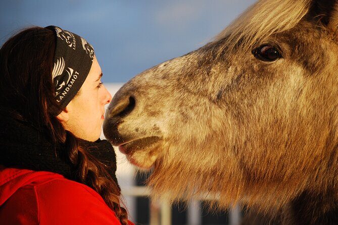 Icelandic Horse Riding and Whale Watching Tour from Reykjavik - Icelandic horses and whales in one tight schedule