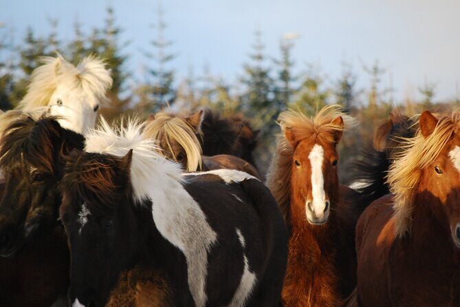 Icelandic Horse Riding and Whale Watching Tour from Reykjavik - Icelandic horses and the tölt gait: why this ride feels different