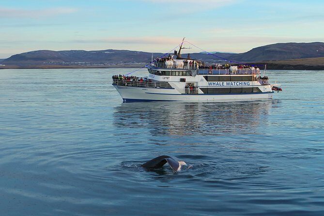 Icelandic Horse Riding and Whale Watching Tour from Reykjavik - How the trail works: moorland, photo stops, and pacing