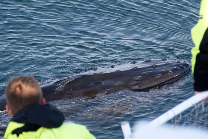 Icelandic Horse Riding and Whale Watching Tour from Reykjavik - Returning to the stables and switching gears to lunch