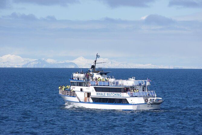 Icelandic Horse Riding and Whale Watching Tour from Reykjavik - What you might see: minke whales, humpbacks, porpoises, dolphins