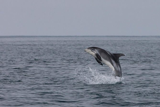 Icelandic Horse Riding and Whale Watching Tour from Reykjavik - If you don’t spot whales: how the try-again plan works