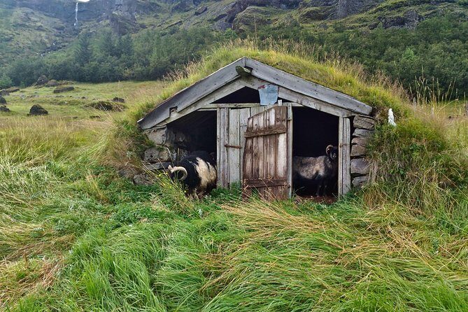 Iceland's south coast G spots - Dyrhólaey: Volcanic History, Black-Sand Views, and Puffins