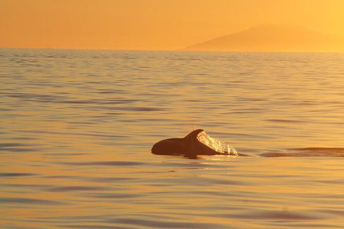 Magical Whales in the Midnight Sun | from Reykjavik - What you may see: humpbacks, minkes, dolphins, and the birds game