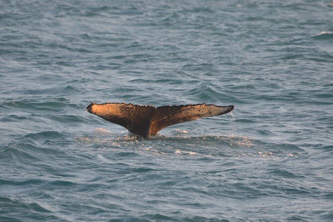 Magical Whales in the Midnight Sun | from Reykjavik - Deck comfort vs. indoor warmth: the real Iceland factor