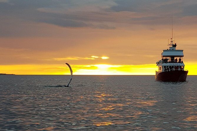 Magical Whales in the Midnight Sun | from Reykjavik - Who this tour fits best (and who might want a different plan)