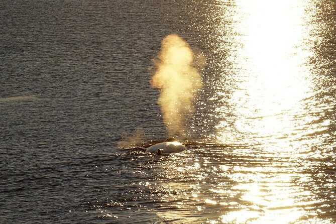 Midnight Sun Whale Watching from Reykjavik - The Faxaflói Bay hunt: how spotting actually works