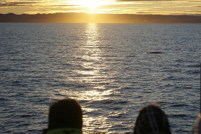 Midnight Sun Whale Watching from Reykjavik - Guides and boats: what to look for in the experience